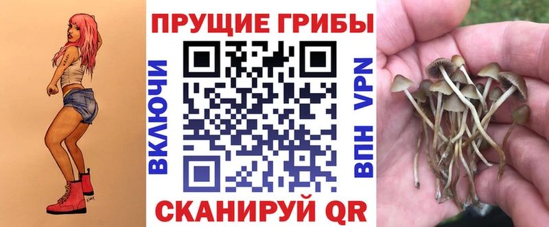 Галлюциногенные грибы Psilocybe  Новосиль 